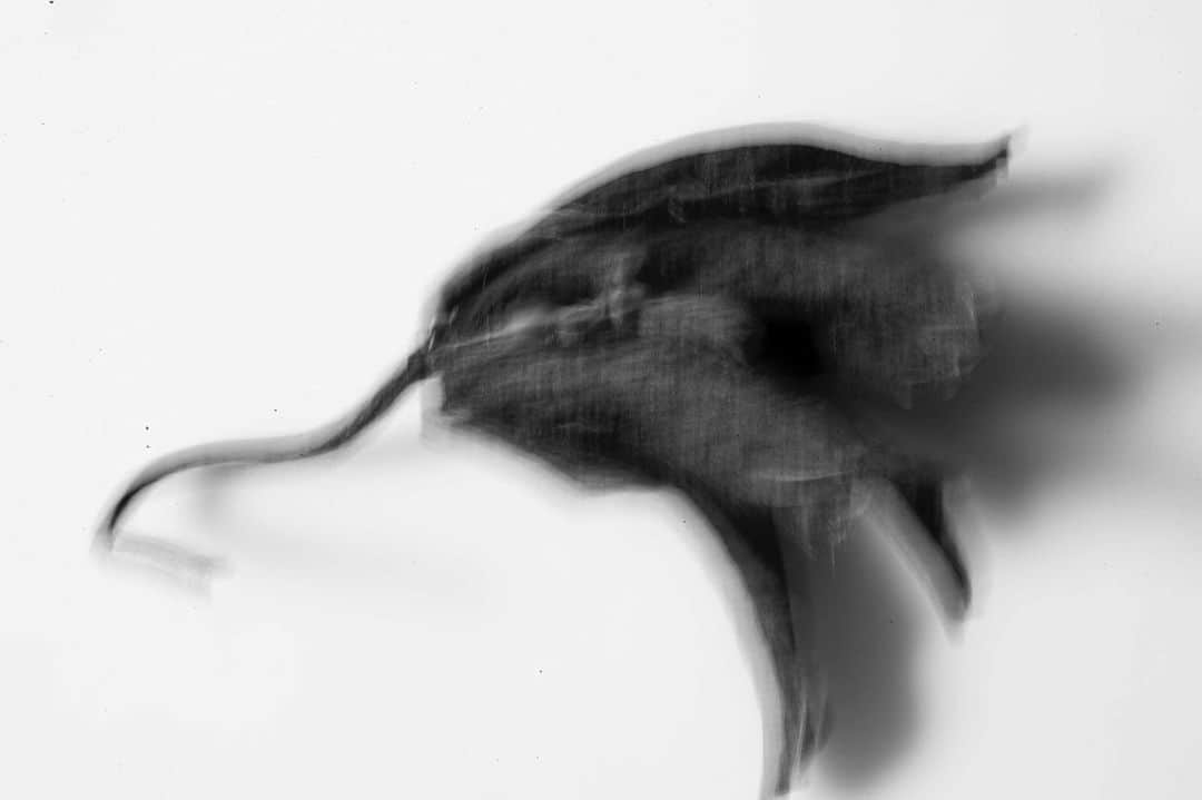 のインスタグラム：「Withered #photography #photographer #artwork #notart #nikondf #nikkor55mmmicro @nikonjp」