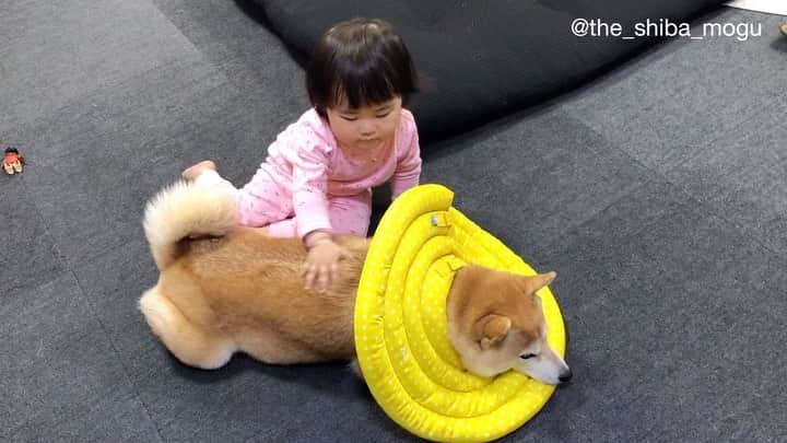 Moguのインスタグラム：「. 飼い主にお尻を触らないよう注意されて文句を言うベビ子分なの。 #飼い主の声は消去 #なかよし . @the_shiba_mogu  #柴犬 #shibainu #shiba#赤柴 #redshiba#犬 #dog#しばいぬ#nannydog#犬と子供#子供と犬#柴犬と子供#柴#赤ちゃんと犬#犬と赤ちゃん#柴犬と赤ちゃん#赤ちゃんと柴犬#柴犬のいる暮らし#子守犬」