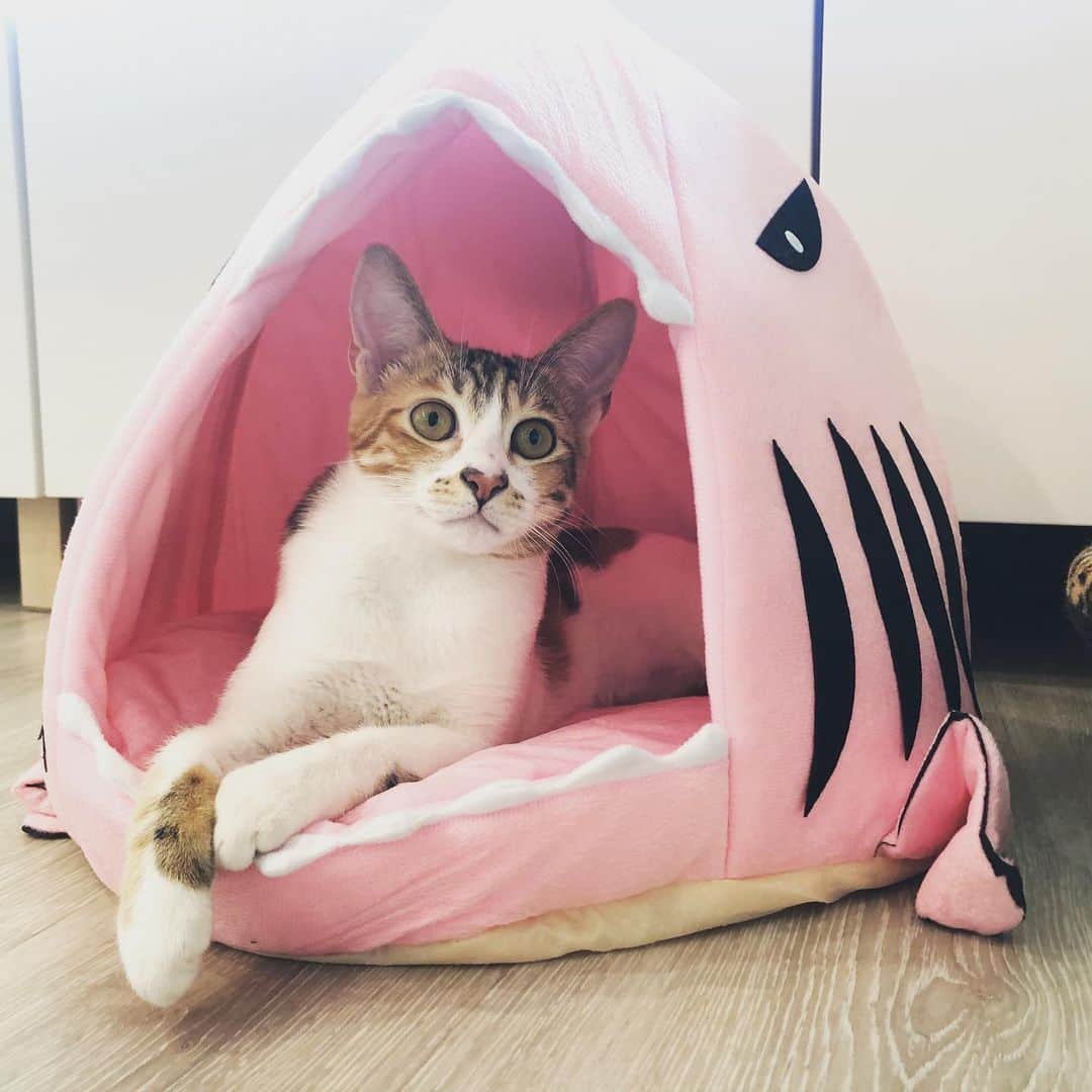 黃阿瑪的後宮生活さんのインスタグラム写真 - (黃阿瑪的後宮生活Instagram)「小花：「我跟粉紅色鯊魚搭嗎？」#小花 #Dudu #黃阿瑪的後宮生活 #貓」5月17日 17時42分 - fumeancat