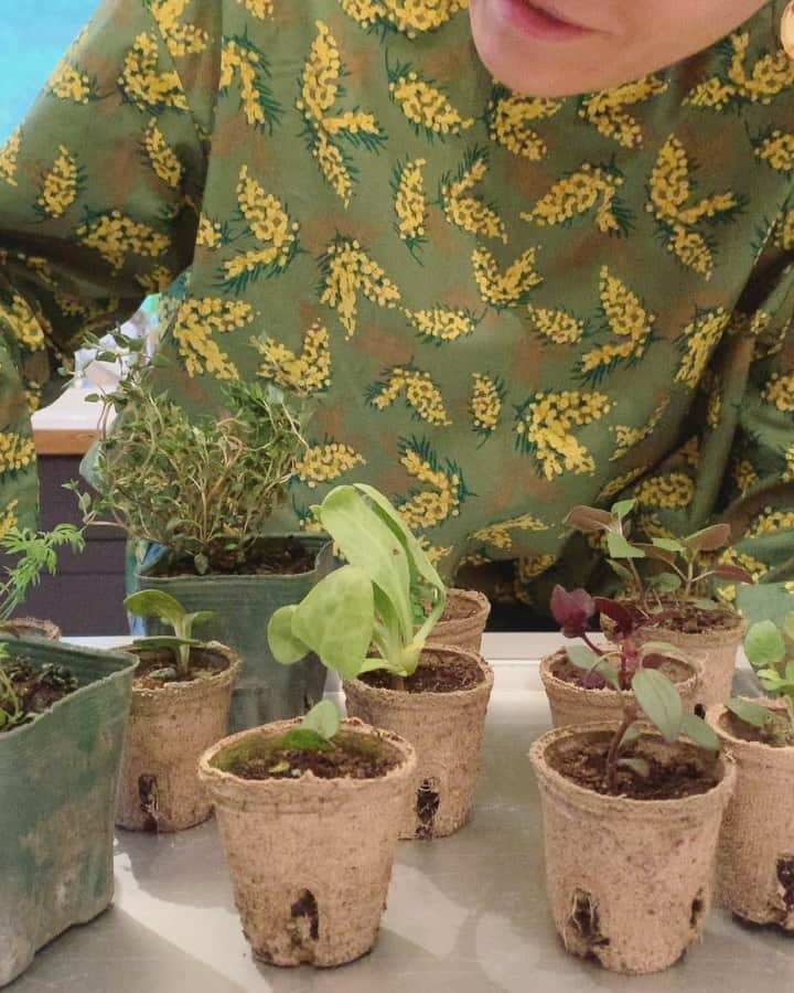 風間ゆみえのインスタグラム：「昨日、帰宅したらキッチンに苗が可愛く並んでた☺️✨🌱🌱🌱 私の不在中に届いた、taniguch megumi FARMからの苗たちを、夫が箱から出して並べておいてくれて、ほっこり気分、ありがとう♡  @akitkhm  @taniguchimegumi_farm  #yumie_k_style」