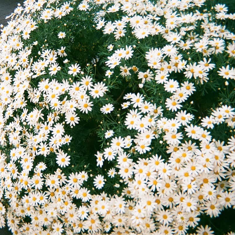 HONOKAのインスタグラム：「.〻  かわいくて好きな色の組み合わせ🧤🍋🧦🤍 公園行きたいな〜〜 #flowers #film_jp」