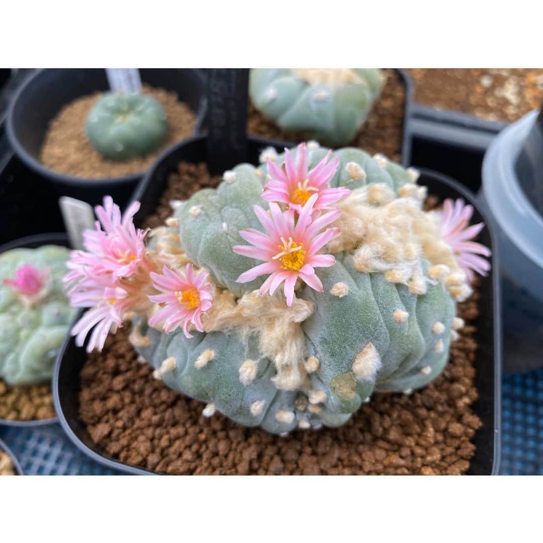 のインスタグラム：「✫ 蒸してみたらすこぶる調子がいい . . #銀冠玉綴化」