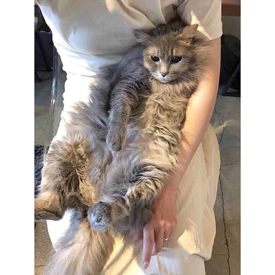 北岡りえのインスタグラム：「週末の猫とのお家時間は コットン100のリラックスウェアTで🌿  足ぴーんしながらテレビみてます。至福♡̷ #stayhome」