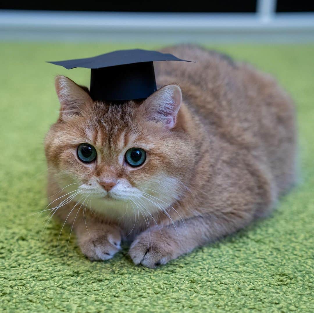 Hosicoさんのインスタグラム写真 - (HosicoInstagram)「Happy Graduation! 👩‍🎓👨‍🎓 #Graduation2020」5月17日 18時44分 - hosico_cat