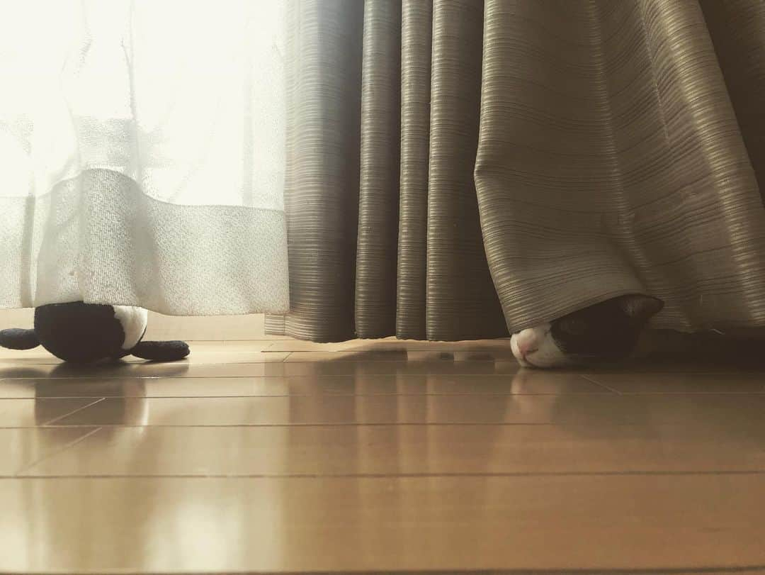 SHO-NOさんのインスタグラム写真 - (SHO-NOInstagram)「シャチvsキアラ . . #今日のキアラ #今日じゃないけど #鯱 #ねこすたぐらむ #ねこのいる生活 #愛猫 #バトルロイヤル #なんでシャチって絵文字ないの #🐬 #🦈 #🐳 #シャチ #シャチだけないの納得いかん #🐱」5月17日 18時41分 - shono.contact