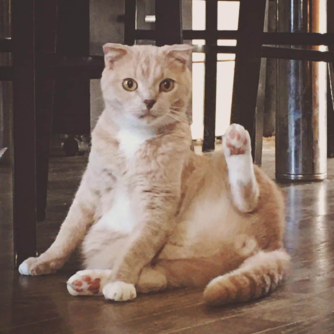 もじゃころのインスタグラム：「めちゃくちゃ画質荒くてアレなんですけどこのかわいい招き猫ガブちゃん見てください😭💕💕かわいいいいい…しぼんだ鈴カステラもどうぞ！  #元祖鈴カステラ」