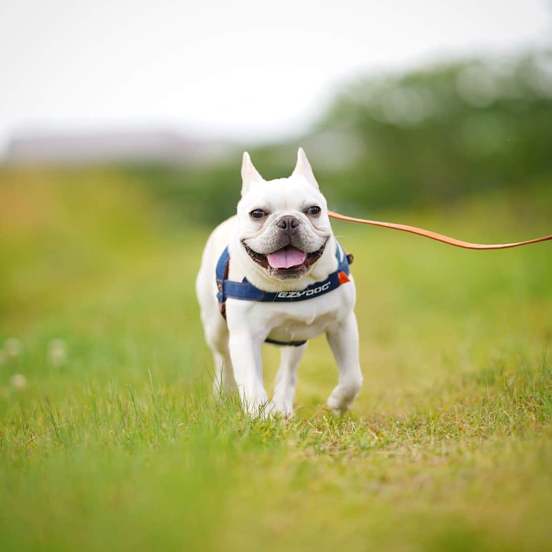 GEN3 Owlのインスタグラム：「ゲレゲレ・スマイル🐶❤️ Happy smile Geregere. #dog #frenchbulldog  #buhi」