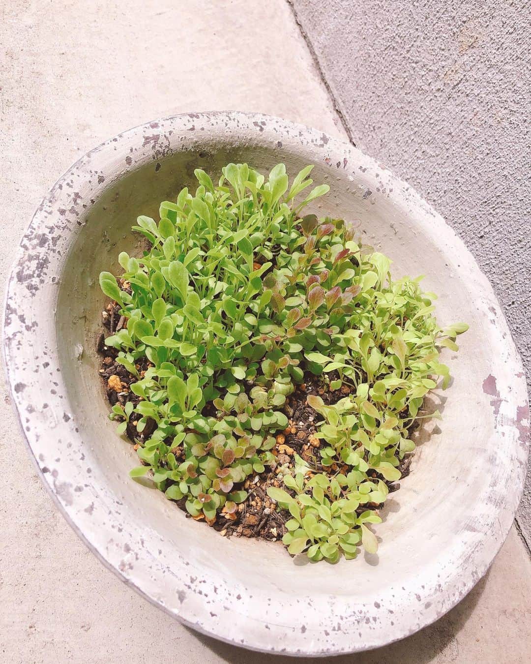 島本真衣さんのインスタグラム写真 - (島本真衣Instagram)「先日野菜の種を植えました。 レタスとセルバチコ🥬 かなり育ってきて嬉しいです💚 間引きをしないと…😋 #家庭菜園 #レタス #セルバチコ #種まき #間引き」5月17日 19時00分 - mai_shimamoto_ex