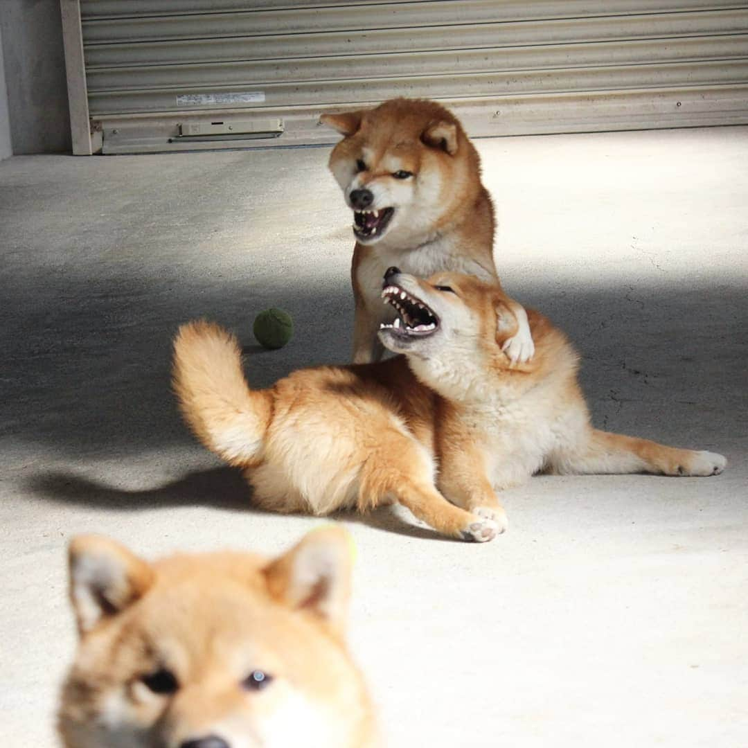 柴犬たま Shibainu Tamaのインスタグラム