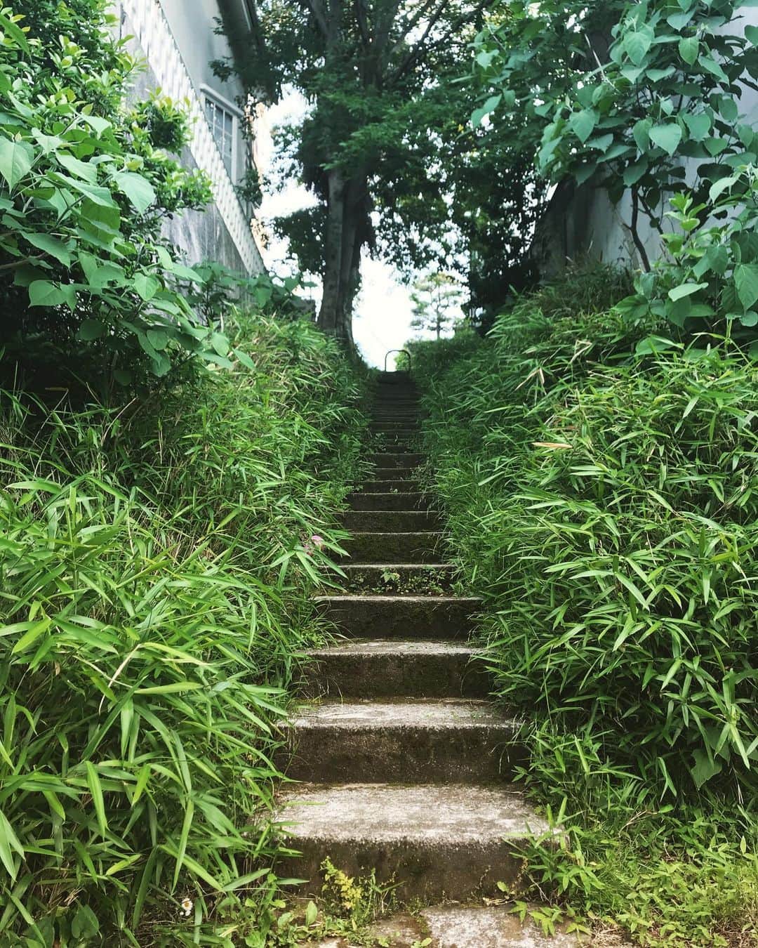 アヤメさんのインスタグラム写真 - (アヤメInstagram)「An attractive narrow stone stairs in my town🌳🌿🗿なんか惹かれる... #石の階段 #散歩道 #都会の緑 #癒しの時間 #tokyocityscape」5月17日 19時14分 - ayame_socks