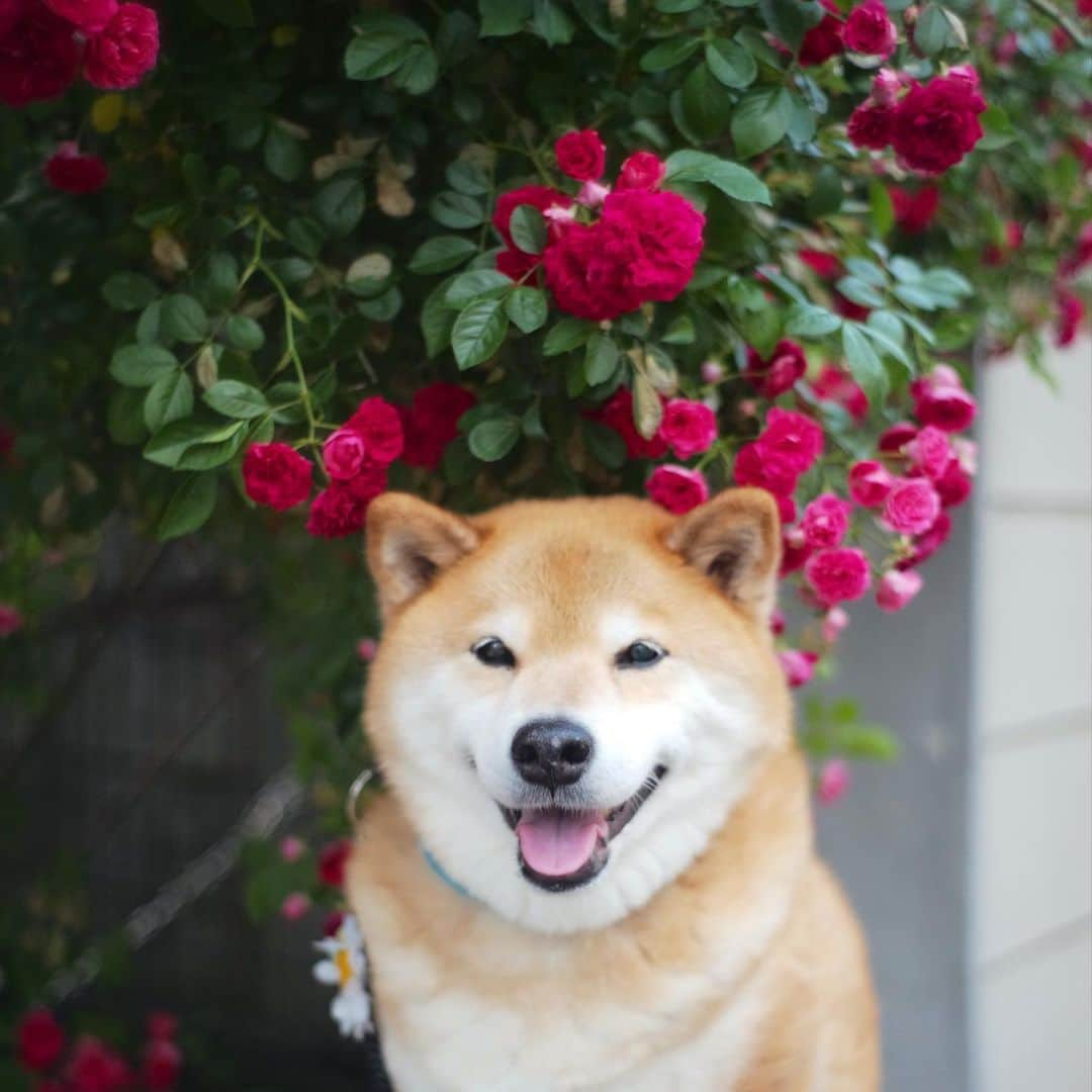 まる（まるたろう）さんのインスタグラム写真 - (まる（まるたろう）Instagram)「I send you flowers. ✨🐶🌹✨バラ綺麗でしょ〜 #お花どーじょ #マルカルの季節かな #パパドレも登場するかな🤔」5月17日 19時17分 - marutaro