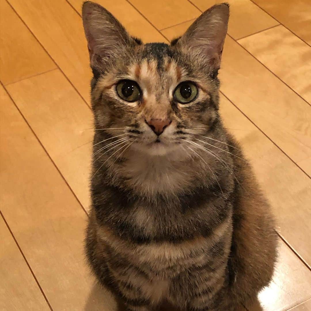 南早苗のインスタグラム：「この瞳で見つめられると 何でも許しちゃいます💓 ちゅ〜るが欲しいって？😊 #親バカ　#長女　#人間の年齢にすると50代後半　#猫　#cat #ねこのいる生活  #ねこすたぐらむ  #猫好きさんと繋がりたい」