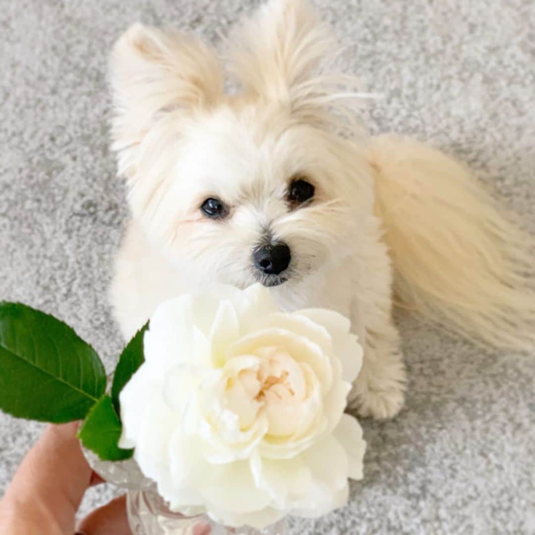 チャン・リーメイのインスタグラム：「ボクの名前がついた薔薇✨ ✴︎ その名もBOLERO☺️ ✴︎ 小さな小さな挿木の苗木だったので ✴︎ 1年目はお花が咲かないはずなのに、 ✴︎ 立派なお花を咲かせてくれました✨ ✴︎ しかも… ✴︎ なんと、ボク色の薔薇でした💓 ✴︎ 来年はたくさん咲くかな⁉️ ✴︎ 香りも素晴らしい💓 ✴︎ #bolelo #ボクの名前と一緒　#1番薔薇　#ロザリアン」