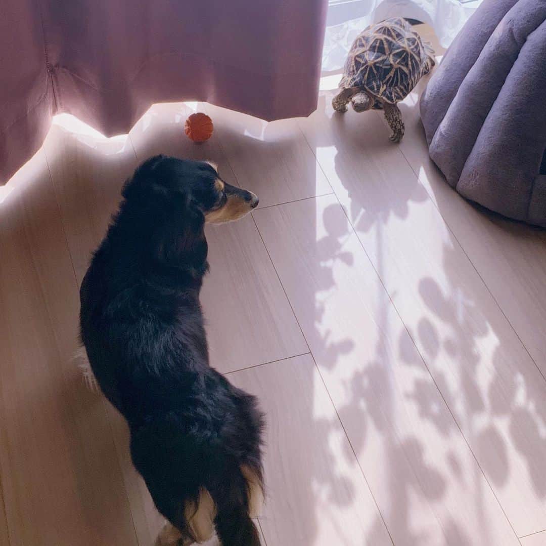 小日向えりのインスタグラム：「久しぶりのインスタ更新🐥 ・ ・ ステイホーム　中、ペットが癒しの存在🐶🐢 ・ ・ 暖かくなってきて、熱帯の生き物・インドホシガメのしょうゆが元気に歩き回っていて、見てみて幸せな気持ちになる❤️ ・ ・ ・ ネイルはベージュが好き💅 セブンイレブンのマニキュアを母に勧められてさっそくゲット。 ・ ・ オフィスにテーブルを持って行ってから寄せ集めのインテリアでチグハグだったけど、給付金でグレーのソファを買おうかな🛋  欲しいのがあるのです😊」