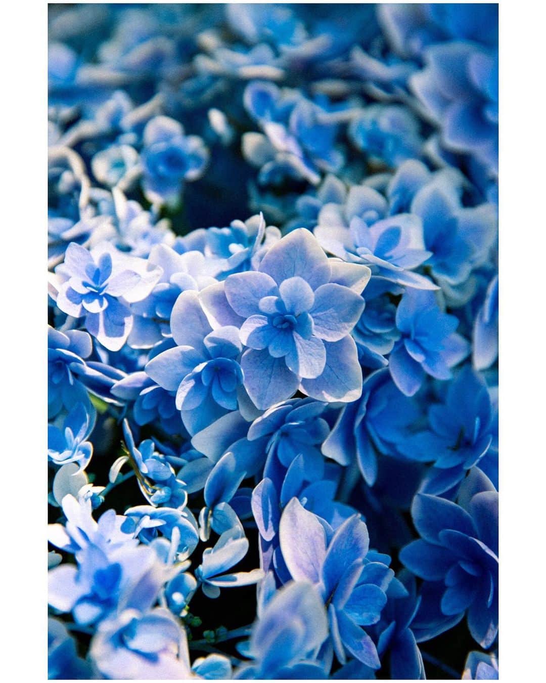 木村華子さんのインスタグラム写真 - (木村華子Instagram)「そうこうしていたら、いつの間にか紫陽花が至るところで満開に。 花弁の先が少し尖った形と絶妙な青色、アンニュイでかわいいね。 ・ ・ ・ #photooftheday #photoshoot #photo #flower #hydrangea #instaflower #blue #canon #ig_flowers #instaphoto #love #photographer #canon5dmarkiii #lifestyle #photo_jpn #osaka #紫陽花 #あじさい #アジサイ #花 #写真 #一眼レフ #散歩 #撮影 #大阪 #キヤノン #日常 #カメラ #📸」5月17日 19時59分 - hanako_kimura_days