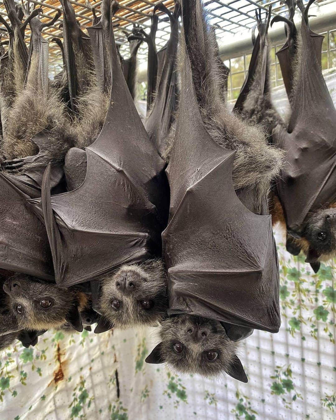 アラン・ディクソンさんのインスタグラム写真 - (アラン・ディクソンInstagram)「We donated $1000 to 'Adelaide Bat Care' because of all the bats they continue to  help save!  Have you ever realised how so freaking cute bats are? They're very social and love looking into your eyes.  Without bats, humans would die. I'm going to hit you with some quick bat education. 🦇☺️ Bats are one of the best pollinators in the forest. They spread pollen (it sticks to their furry bodies) and disperse seeds as they fly from flower to flower and tree to tree making it possible for pollination and healthy forest growth over huge distances. That helps the bees production of honey.  Unfortunately because of climate change and the Australian bushfires they lost 8000 bats in the Adelaide region.  I visited the batwoman Sue who was taking care of over 400 bats to be released into the wild. She's a hard worker genuine and super passionate about saving wildlife.  If you're in Adelaide, South Australia she's is always looking for volunteers to help feed these flying foxes. Go look up 'Adelaide Bat Chat' group on Facebook and get in touch  #bats #bat #batsofinstagram #wildlife #goth #gothic #batman #spooky #nature #wildlifeconservatiom #batlove #vampire  #animals #animalselfoe #conservation #batconservation #ilovebats #mammals #horror #covid #adelaide #savethebats #batsarecool #adelaidehills #batty #flyfoxes #flyingfox #flyingfoxvideo」5月17日 20時17分 - daxon