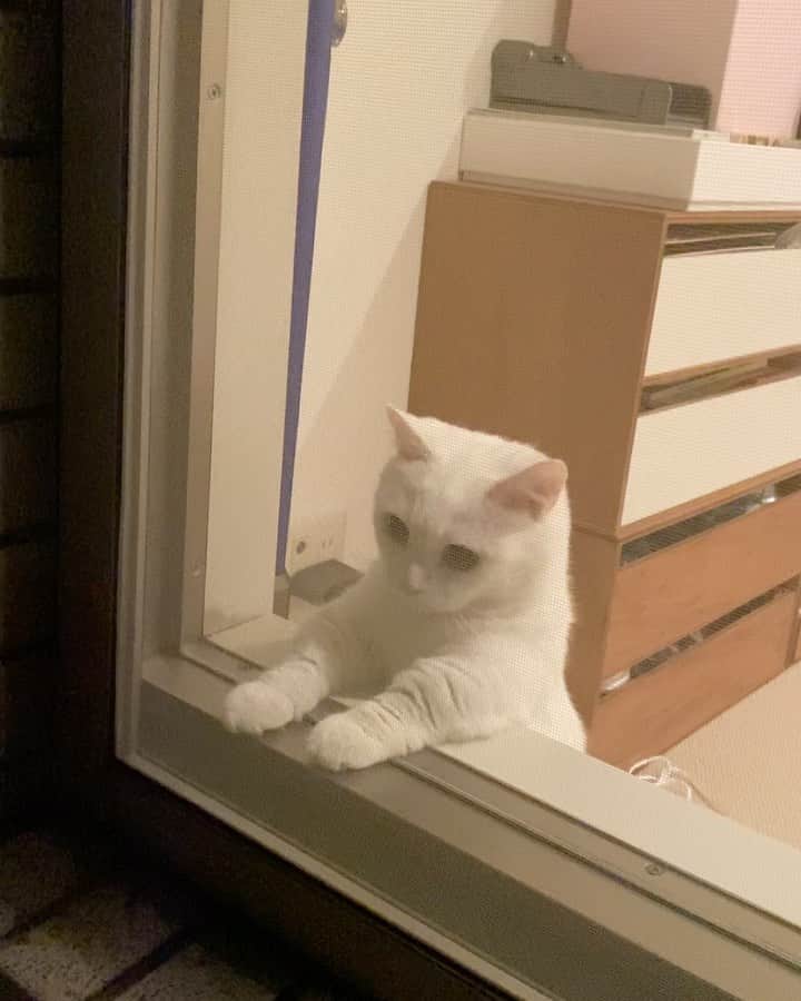 のインスタグラム：「🐞あそびたいにょ。 #danyo #danyocawaii #munchkin #whitecat #catstagram #catlovers」