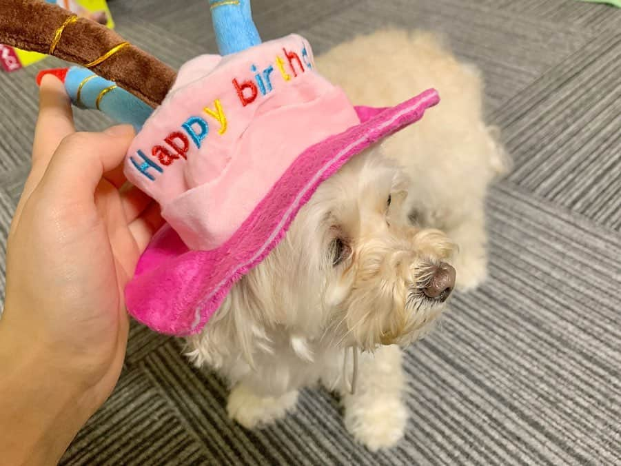 宮澤佐江さんのインスタグラム写真 - (宮澤佐江Instagram)「HBD❤️🐶🎊 うちの子、4才になりました♡ついに年齢越されました。お姉ちゃん！！😳 毎朝のおはようのじゃれあいが幸せなんです。遠くから私が声をかけるとシッポをフリフリしてくれて。こんな時でも1日の始まりを幸せでスタートさせてくれる愛犬に心から感謝しています。 毎日思っているけど、本当に我が家に来てくれてありがとう🐶これから先も銀河一あいしてるよ〜P〜〜❤️❤️ ． #愛犬 #マルプー #HBD #P #早くトリミング行きたいな」5月17日 20時18分 - sae_3830