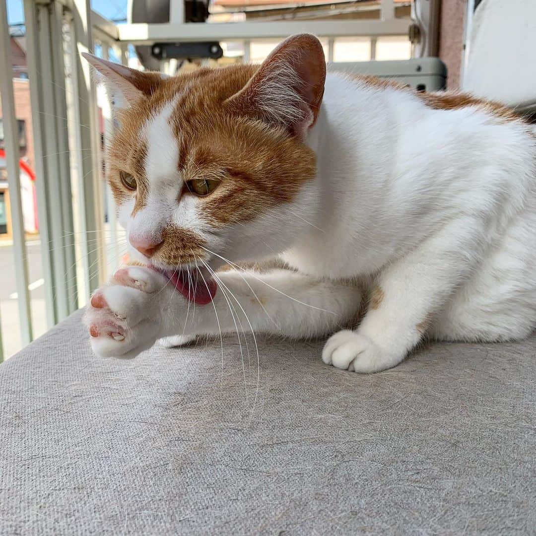 Kachimo Yoshimatsuさんのインスタグラム写真 - (Kachimo YoshimatsuInstagram)「お手入れ、お手入れ〜。 #うちの猫ら #oinari #猫 #ねこ #cat #ネコ #catstagram #ネコ部 http://kachimo.exblog.jp」5月18日 2時10分 - kachimo
