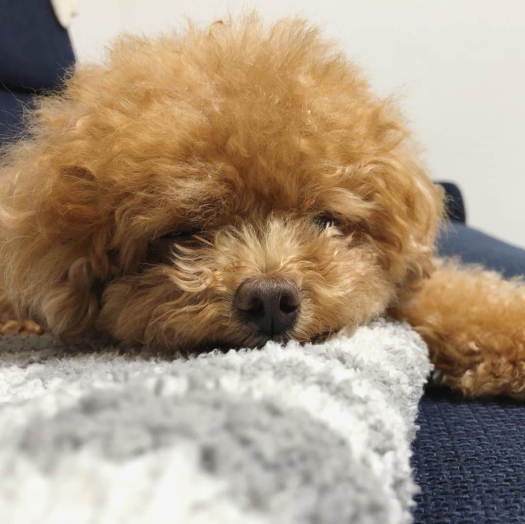 ふわさんのインスタグラム写真 - (ふわInstagram)「#toypoodle#toypoodlegram#dogsofinstagram#doglover#doglife#instadog#dog#fuwamama#ふわ#ふわもこのふわ#といぷーどる#トイプードル#ふわもこ部#犬バカ部#親バカ部#犬のいる暮らし#おうちシャンプー#もふもふ」5月17日 20時44分 - huwayama