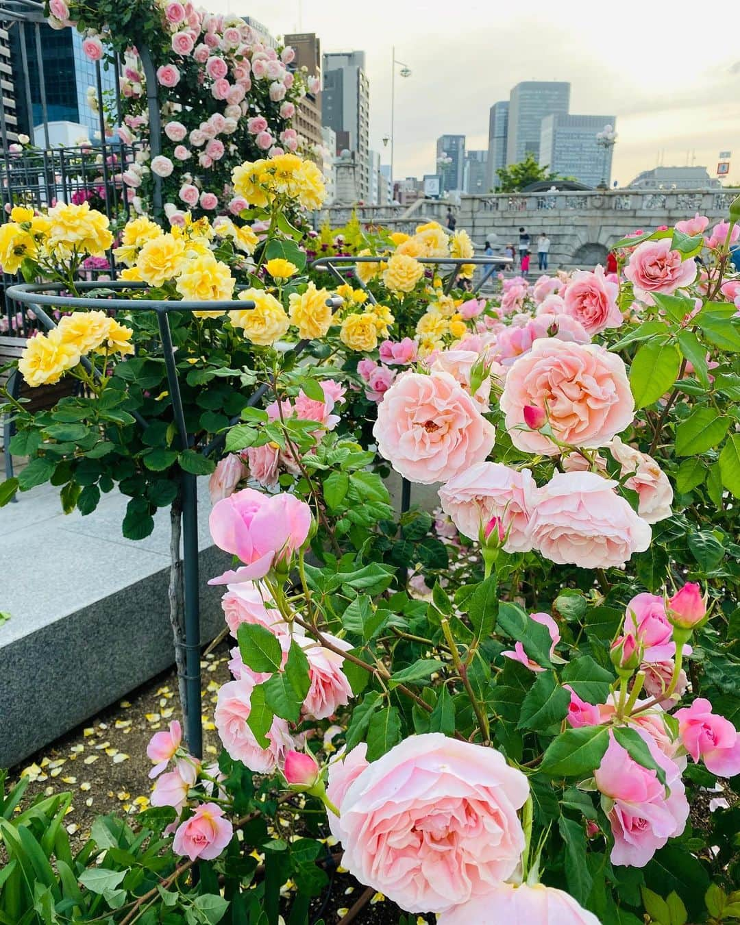 花城アリアさんのインスタグラム写真 - (花城アリアInstagram)「通り掛けに、中之島バラ園に少し寄りました 今年も沢山のバラが咲いていました🌹✨ いい香りも☺️🌹 大阪市のバラを管理してくださっている方 今年もありがとうございます✨ 気が晴れました😊  SHOWROOM配信、昨日で終了しました ご覧になってくださいました皆様 ありがとうございました✨❣️ ✨✨ 新たな媒体を今準備中ですので また改めてお知らせさせて頂きます😊🌸 🌸 #バラの苗から #丁寧に育ててくださっているのを #拝見しています🌹✨」5月17日 20時55分 - aria.kajo