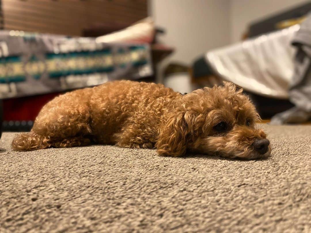 石川龍のインスタグラム：「モップ的。 #まめきち #トイプードル #トイプードル女の子 #toypoodle  #toypoodlegram  #toypoodlelife」