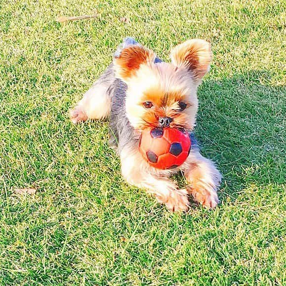 小嶋菜月さんのインスタグラム写真 - (小嶋菜月Instagram)「アンジュちゃん🐶❤️ . . この度、 #colors というアプリで アンジュちゃんをモデルとして描いてくださいました❤️ . . きゃーーーかわいすぎ🥺❤️ . . 塗り絵のアプリなので 皆さまっ是非ぜひ、アンジュちゃんの塗り絵を かわいく楽しんでもらえると嬉しいです😆🧡 . . #colors #アプリ #塗り絵 #ヨークシャテリア #アンジュ」5月17日 20時57分 - kojimanatsuki_offical