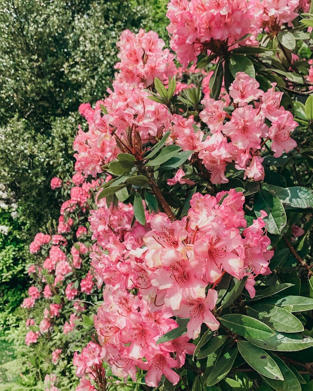 Zanna Van Dijkさんのインスタグラム写真 - (Zanna Van DijkInstagram)「Back in the British countyside 🌺 Yesterday @antonymaule and I drove out of London for our first big hike in months and DAMNNN it was exactly what we needed 🤩 It felt so good to be out the city & back in nature, I mean just check out these huge displays of stunning rhododendrons 🌸😍 I have a feeling it’s going to be a little while until we can travel internationally, but I’m excited to hopefully go on some UK staycations this year! I have written a blog post (link in my stories) sharing my favourite underrated destinations in England. I would love for you to let me know in the comments your favourite spots and I’ll check them out 🥰❤️ #surreyhills #leithhill #surreylife #surreyhiking #britain #visitengland #countryside #hiking #girlswhohike #staycation #londonlockdown」5月17日 21時06分 - zannavandijk