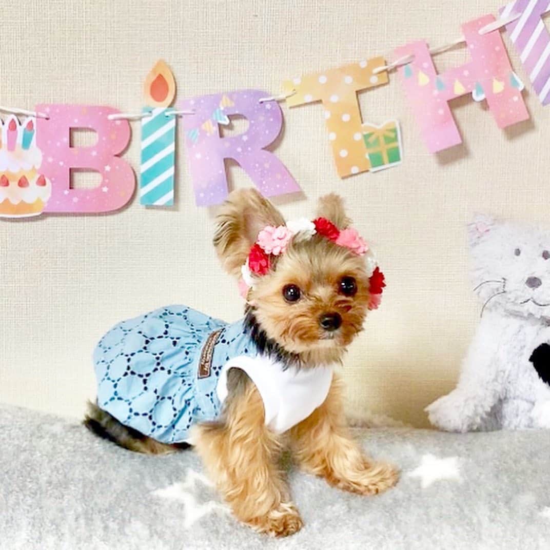 筒井萌子のインスタグラム：「* うに🐶2歳おめでとう🎉 @nontatiara パチパチ👏 2枚目動画は生後半年。。。 ゲージに入れたはずが気づいたら横にいると お母さんが不思議がっていてその理由が判明、、、。 まさかの方々で脱出してたのー🤣👏 こんなジャンプ力凄いのにこの間の トイレットペーパーチャレンジなんで一段なの😆 詳しくはうにのアカウントで🐶💕 ・ いつも癒されてる我が家のアイドル◡̈♥︎ これからも仲良くしてね‪ꔛ‬♡笑 早く会いたーい☺️ ・ #うに #ヨークシャテリア #Yorkie #犬 #きょうのうにちゃん #2歳 #誕生日」