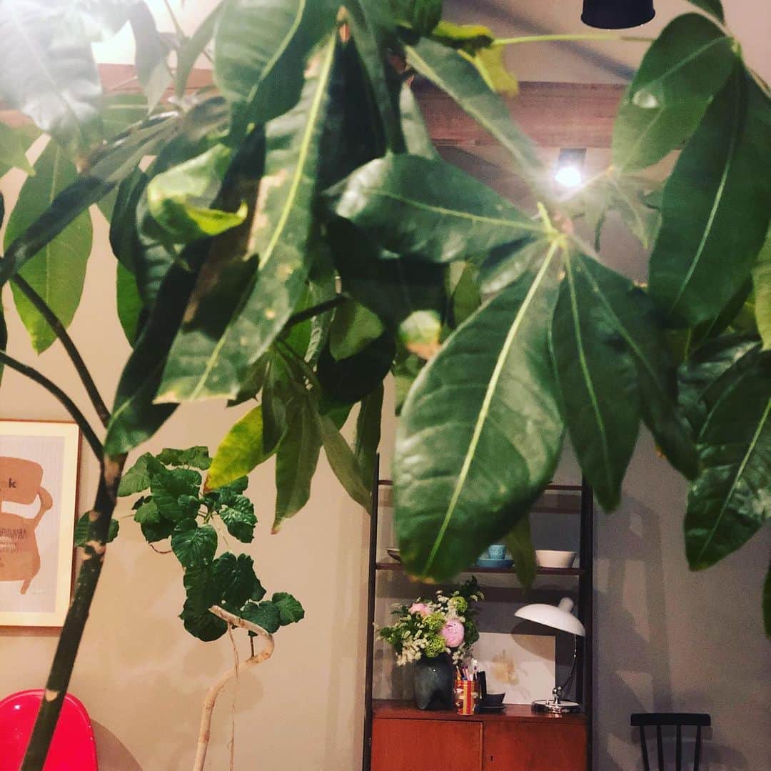 ひうらさとるのインスタグラム：「今日は部屋の観葉植物を植え替えたり、ゲームのチューンナップをしたり、普段腰が重いことをこなした日曜日。 でも今、全世界で様々な家庭がステイアットホームで個々の生活を微妙にバージョンアップをして心地よくなっているとしたら、そのとんでもない進歩、次の世界はどうなるんだろうな。」