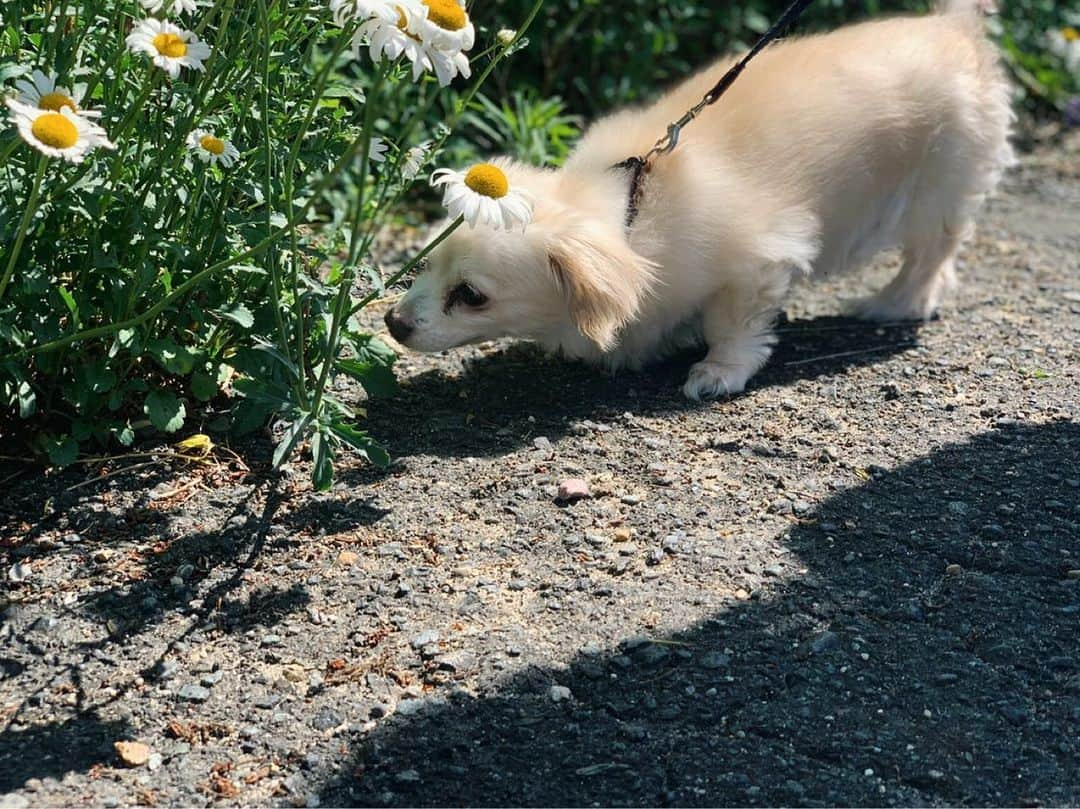 光咲ひなさんのインスタグラム写真 - (光咲ひなInstagram)「. . . 愛犬みるくくん🐶🍼 . . . 今年13歳🤯人間で言うと68歳になる✌🏻こんなに可愛いのにおじいさん🤣 . . ずっと元気でいて欲しいなぁ😌　#ステイホーム でいつもより一緒にいる時間長くて仲良し🐶 . . . #世界で一番可愛い犬  #世界一可愛い　#愛犬　#愛犬のいる生活 #チワックス　#チワックス倶楽部 #チワックス部  #ミックス犬  #ミックス犬同好会」5月17日 21時47分 - hinausa0730