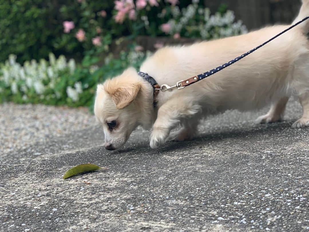 光咲ひなさんのインスタグラム写真 - (光咲ひなInstagram)「. . . 愛犬みるくくん🐶🍼 . . . 今年13歳🤯人間で言うと68歳になる✌🏻こんなに可愛いのにおじいさん🤣 . . ずっと元気でいて欲しいなぁ😌　#ステイホーム でいつもより一緒にいる時間長くて仲良し🐶 . . . #世界で一番可愛い犬  #世界一可愛い　#愛犬　#愛犬のいる生活 #チワックス　#チワックス倶楽部 #チワックス部  #ミックス犬  #ミックス犬同好会」5月17日 21時47分 - hinausa0730