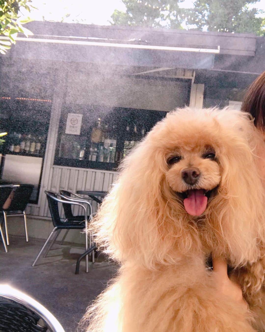 Toypoodle Mikuru?Asakusa Tokyoのグルメインスタ