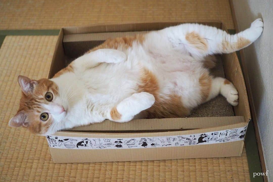 anemone_69のインスタグラム：「. #ハカセとキョウジュ #茶トラ白 #茶白 #cat #猫 #保護猫 . . .」