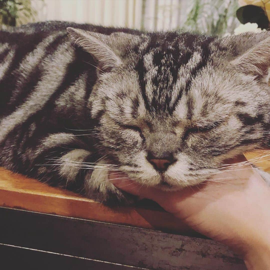 chai0219さんのインスタグラム写真 - (chai0219Instagram)「おかーたんの手にあごのせ  #americanshorthair #kitty #kitten #cat #cats #catstagram #neco #アメショ #アメショー #アメリカンショートヘア #ねこ #猫 #ネコ #にゃんこ #ニャンコ #ねこ部 #猫もふ #ねこのきもち #ねこのいる生活 #ねこのいる暮らし #慢性腎不全猫 #慢性腎不全闘病中」5月17日 22時11分 - chai0219