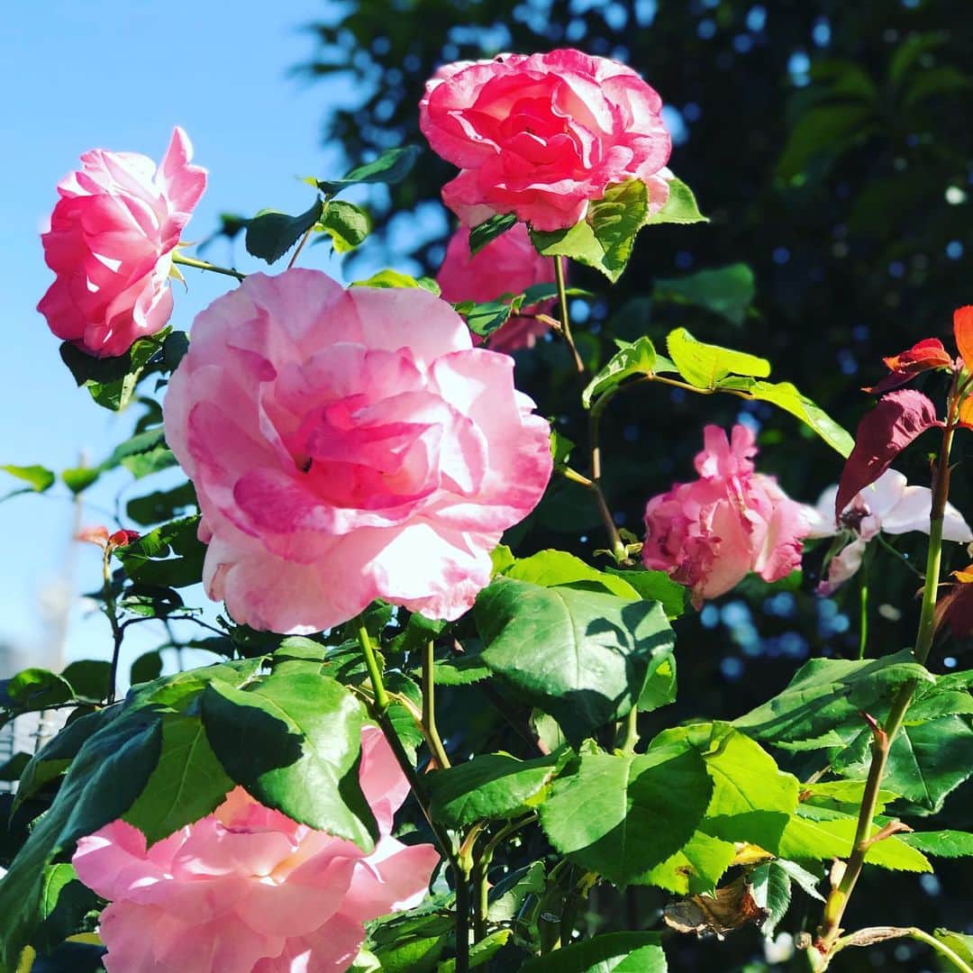のインスタグラム：「今日は暑かった〜☀️ ・ おやすみなさい🌙 ・ ・ #公園の花 #暑い日 #アイス部  #穏やかな時間 #家族との時間  #おやすみなさい  #前野えま  #sunnyday #flowers #calm #day #familytime #fineday  #goodnight  #follow #followme #instafollow #instagood #tagsforlikes #tflers #tagsforlikesapp #actor #actress #girl #photography #portrait #portraitphotography」