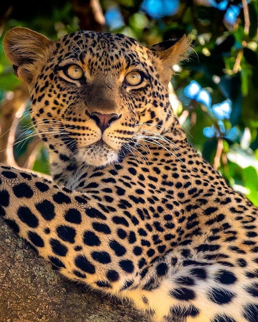 Nature|Folk|Portrait|Videoのインスタグラム：「Follow @ajarrettphotography for more !! Animals , Travel and Nature  Pls tag your NatureLover friends 🧡 ━━━━━━━━━━━━━━━━━━━ Photo by @ajarrettphotography  Congratulations!  Selection by  @unsalsicilli ━━━━━━━━━━━━━━━━━━━ Team #ig_mood Founder @humanistagram ━━━━━━━━━━━━━━━━━━━ #ajarrettphotography #wildlife」