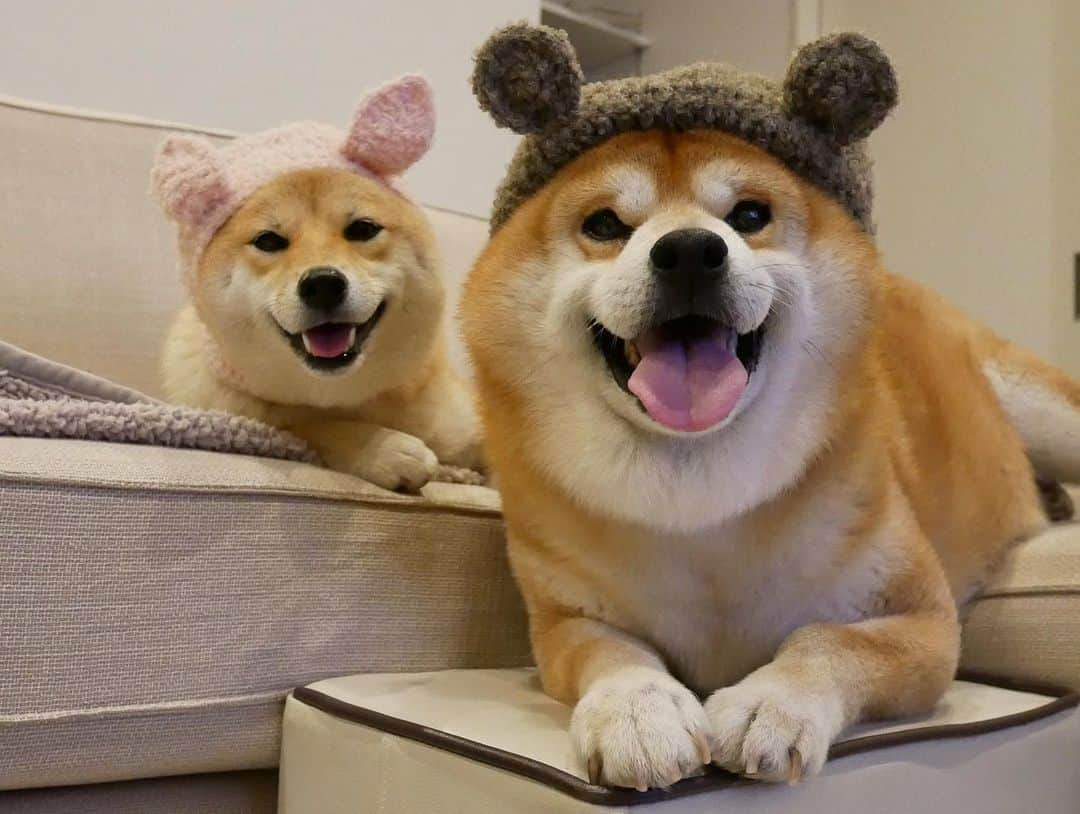 shibainu berryさんのインスタグラム写真 - (shibainu berryInstagram)「🐻🐰🎵🎶 いなちゃんママ @shibainuinari #いい迷惑なニット帽 新作ではない… 買って満足してしまって写真撮るのすっかり忘れてた😅 かわいかーーー🐻🐰❤️ #いい迷惑なくまったニット帽 #いい迷惑ならぶたんニット帽 #❤️迷子犬の掲示板スタッフ @maigo_dog  #❤️迷子犬の掲示板四国 @maigo_dog_shikoku #めざせ迷子犬ゼロ👌 #柴犬 #べりやん #べりむく #多頭飼い #berry #shiba #shibainu  #shibainumania #shibastagram #instashiba #ぷにっと部 #口角キュキュッと部  #チーム俺様 →部員絶賛募集中 #shiba_snap  #サンデイ #instagramjapan #ふわもこ部 #pecoいぬ部 #pecotv #buzzfeedanimals #dogsofinstagram #dogsofinstaworld #dogs_of_instagram #9gag」5月17日 22時28分 - shibainu.berry