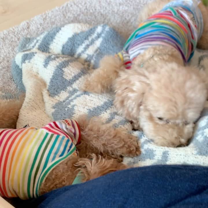 のインスタグラム：「秘技！！！！！ あずきパンチ🤛🤛🤛🐶🤣🤣🤣」