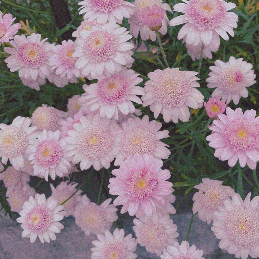 星名あゆみさんのインスタグラム写真 - (星名あゆみInstagram)「かわいい。このお花🌸﻿ なんていう花なんだろう？？🐈﻿ ﻿ ﻿ ﻿ ﻿  #花 #植物 #followｍe #写真 #selfie #photo #photography  #garden #flower #ig_flowers」5月17日 23時04分 - hoshina_ayumi