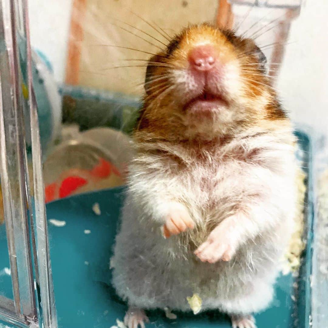 松本浩代さんのインスタグラム写真 - (松本浩代Instagram)「「え！？もう閉店ですか？！」 #bombchan #pet #写真を見て一言  #cute #love #hamster」5月17日 23時42分 - hiroyo.destroy.matsumoto