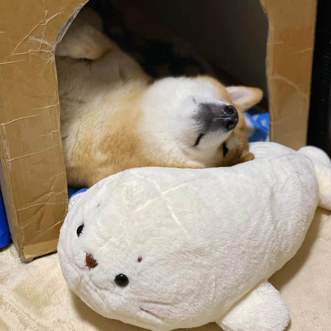 まる（まるたろう）さんのインスタグラム写真 - (まる（まるたろう）Instagram)「Good night!✨🐶💤✨あ、しろたんいつもあんがとね。  #サッと入ってきてくれて #意外と素早い動きするよね #しろたん #寝違えて首いわすとこだった #しばらくキープでおなしゃす」5月18日 0時20分 - marutaro