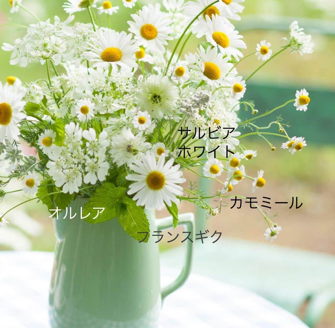 雑誌『花時間』さんのインスタグラム写真 - (雑誌『花時間』Instagram)「おはようございます。﻿ ﻿ 5月は白い花の季節。﻿ ﻿ まわりを見渡すと…ウツギにエゴノキ、ミカン。木々は雪をかぶったように、真っ白な花を咲かせています。﻿ ﻿ あっ、ドクダミも花を咲かせはじめましたね。﻿ ﻿ 今週は白い花で、さわやかに楽しみませんか？﻿ ﻿ このアレンジは、以前、落合惠美さんが白い花だけが咲く庭で摘んでいけたもの。﻿ ﻿ 珍しいお花ばかりですが、フランスギクやカモミールはマトリカリアで代用できそうだし、オルレアは鉢ものでお花屋さんに出回っていますね。﻿ ﻿ セリ科のお花で、白い花をレースのように広げながら、そよそよとそよぐオルレア。﻿ ﻿ オルヤラとも呼ばれています。﻿ ﻿ 東京は夕方から雨の予報☂️ あさイチを見た私は、早い時間に散歩🚶‍♂️して、陽を浴びなくちゃ💦と思った朝です（笑）﻿ ﻿ では、今週も元気smile😊😊😊で頑張りましょう！  by ピーターパン﻿ ﻿ ﻿花 @brindilleflowers  写真 @落合里美 ﻿ ﻿ #flowers #flowerslovers #flowerstagram #flowerarrangement  #花時間 #花時間2020 #花好き #花藝 #花好きな人と繋がりたい #花が好きな人と繋がりたい #花のある生活 #花のある暮らし #花を飾る #花を飾る生活  #風薫る #風薫る五月  #白い花が好き  #フランスギク  #オルレア #オルレアホワイトレース #ティータイムを楽しむ #botanicallife  #花屋さんへ行こう ﻿ ﻿ ﻿」5月18日 9時55分 - hanajikan_magazine