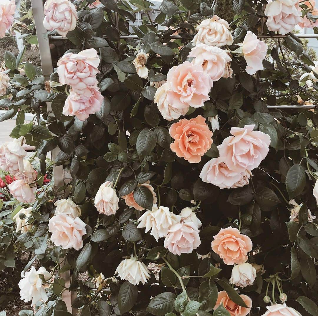 yuiのインスタグラム：「season of roses. 最近の母娘散歩の定番コース。 ベビーは抱っこ紐の中ですやすや寝てることがほとんどだけど、外の空気や音、太陽の眩しさ、人や車の気配、暑さの中にも感じる風の心地良さ、緑や花の匂い、家の中だけでは経験できない様々なことを感じてくれてたらいいな。」