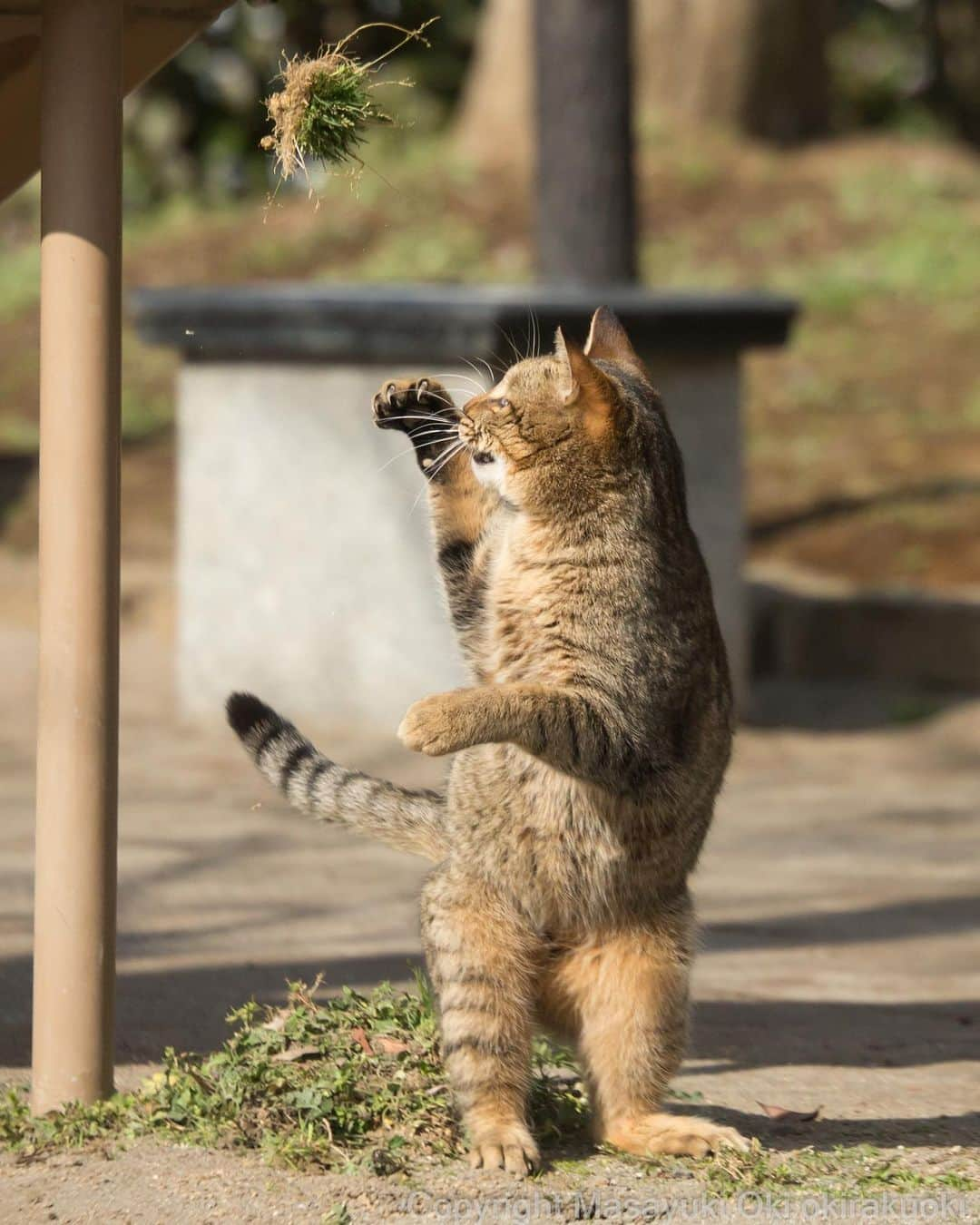 Masayukiさんのインスタグラム写真 - (MasayukiInstagram)「飛んでけー。」5月18日 10時17分 - okirakuoki