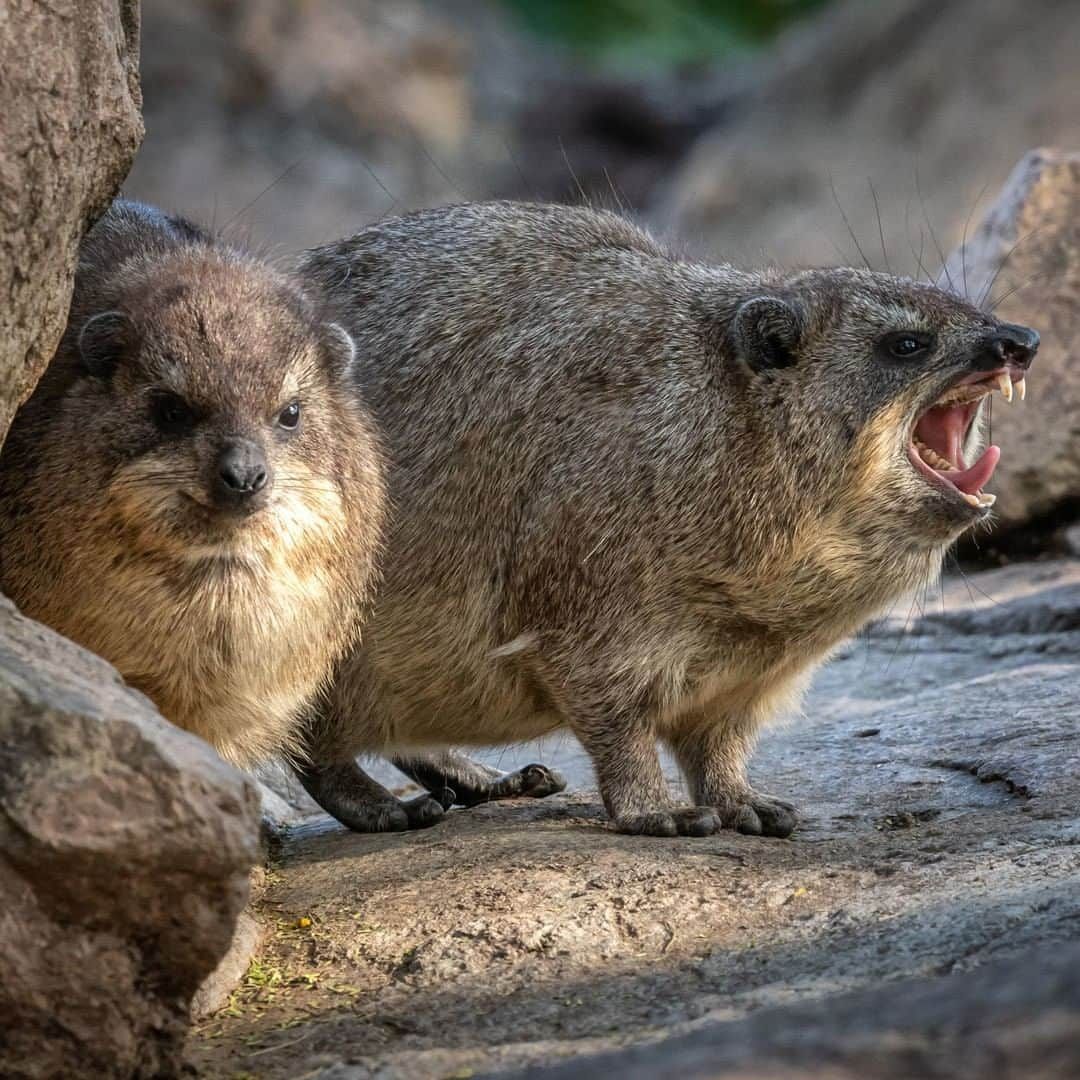 San Diego Zooさんのインスタグラム写真 - (San Diego ZooInstagram)「Caption this salty tater tot 🥔 #captionthis #rockhyrax #sandiegozoo #SundayFunday 📷Craig Chaddock」5月18日 10時36分 - sandiegozoo