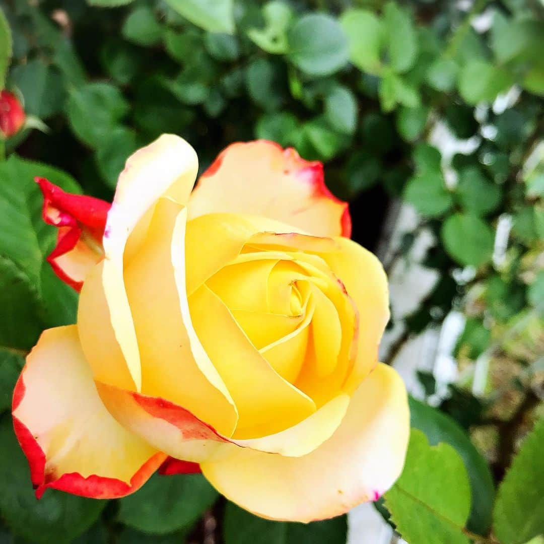 吉建ホームのインスタグラム：「住み心地体感ハウスの薔薇🌹 『STAY HOMEで間取り無料相談』実施中‼️ 是非、お気軽にお申し込み下さい♪ 詳細は弊社HPにて🏡 ーーーーーーーーーーーーーーーーーーー HPはこちらから ▶︎▶︎ @yoshikenhome ーーーーーーーーーーーーーーーーーーー  #注文住宅 #マイホーム #新築 #イベント #住宅 #家 #建築 #工務店 #stayhome #吉建ホーム #マイホーム計画 #おうち時間 #一戸建て #デザイン #無料相談 #自由設計 #施工実例 #薔薇 #間取り #外断熱 #高気密高断熱 #高断熱 #健康住宅 #アレルギー #地震 #地震に強い #モデルハウス #木造住宅 #いい家 #空気がきれい」