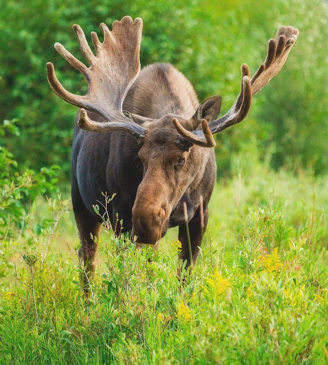 Chase Dekker Wild-Life Imagesさんのインスタグラム写真 - (Chase Dekker Wild-Life ImagesInstagram)「Back when I lived in Wyoming, this bull moose appropriately named Hollywood, was a favorite of mine. He was constantly seen near a popular river crossing and was always quite the show off around the crowds. I remember during a late night commute to northern Yellowstone, he stepped right in front of my car, giving me a massive heart attack as I slammed on the brakes. I can’t particularly blame him though, he always liked the spotlight on him!」5月18日 2時15分 - chasedekkerphotography