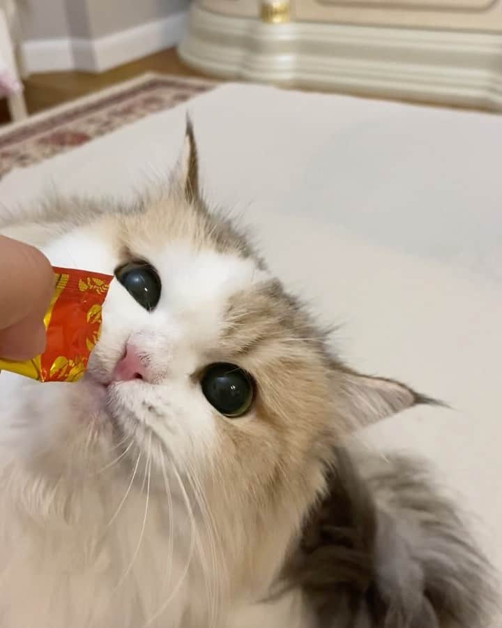 マンチカンのココ王子のインスタグラム：「ちゅーる美味しすぎにゃ✨」