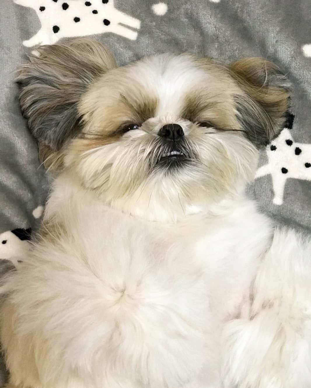 のインスタグラム：「Who wants to rub my belly? 🤗🐶💕 * * * * * おねむの時間でつ🌙🐶💤 ボクのお腹もふりたい人いまつか〜🙋🏻‍♀️✨」